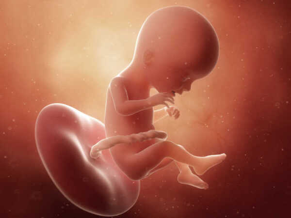 17 hafta gebelik hamilelik cenin scaled - Bilgideposu