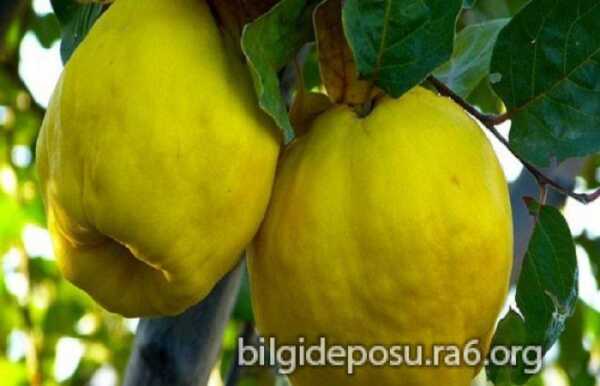 ayva kalbe iyi gelir ayvanin faydalari scaled - Bilgideposu