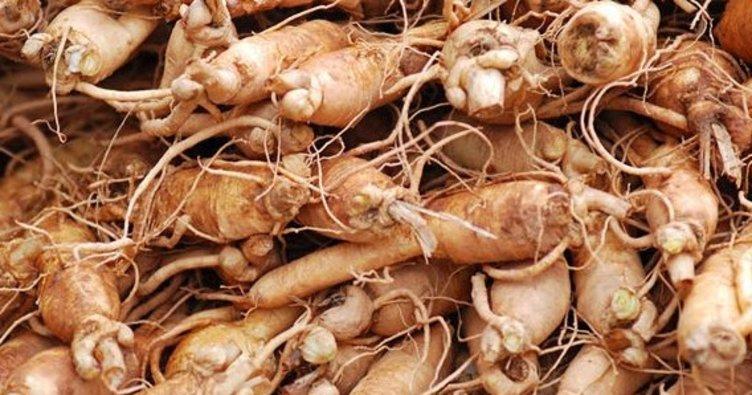 Pharmaton Nedir?Pharmatonun Faydaları Nelerdir? - Bilgideposu Ginseng - Pharmatonun Faydaları