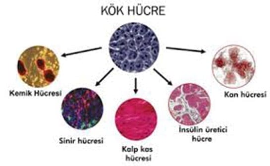 Kök hücre nasıl elde edilir?