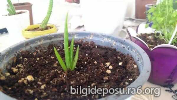 sakis degisimi scaled - Bilgideposu