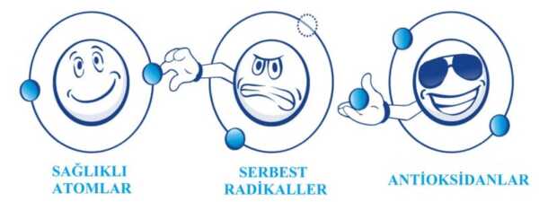 serbest radikaller antioksidanlar scaled 1 scaled - Bilgideposu